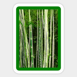 wild and naturel bamboo Sticker